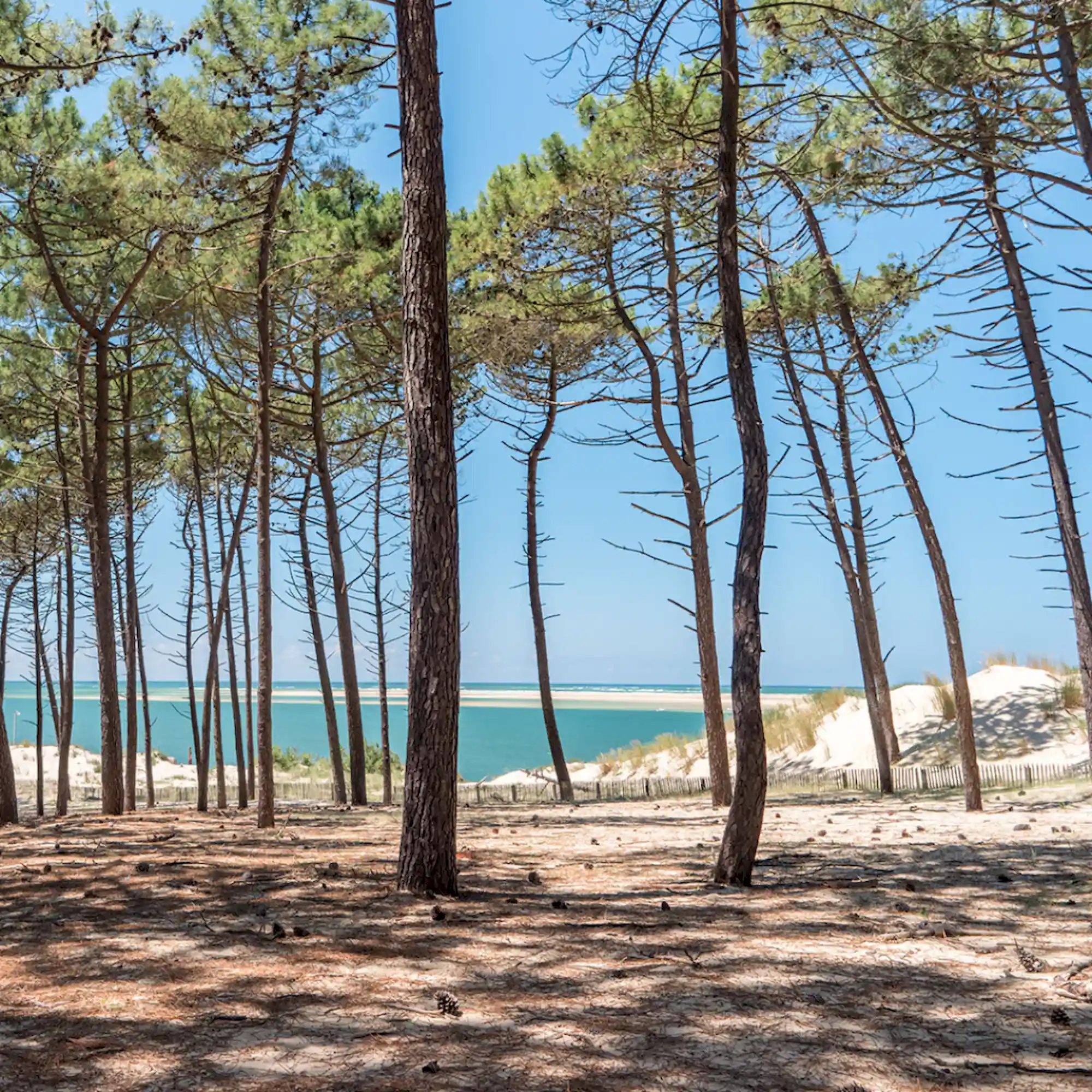 Le Bassin d’Arcachon pour les amoureux de la nature